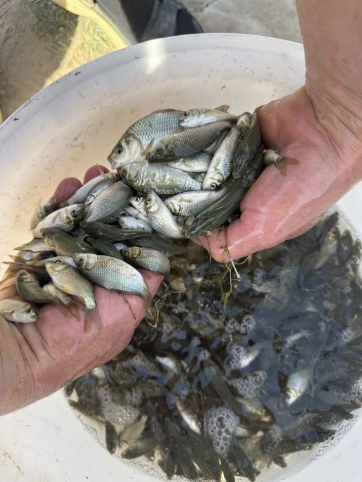 Продается малек Карповых видов