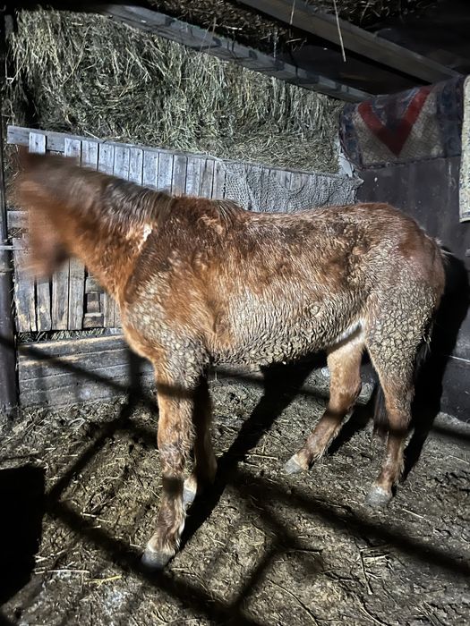 Продам ургашы тай 1,8л