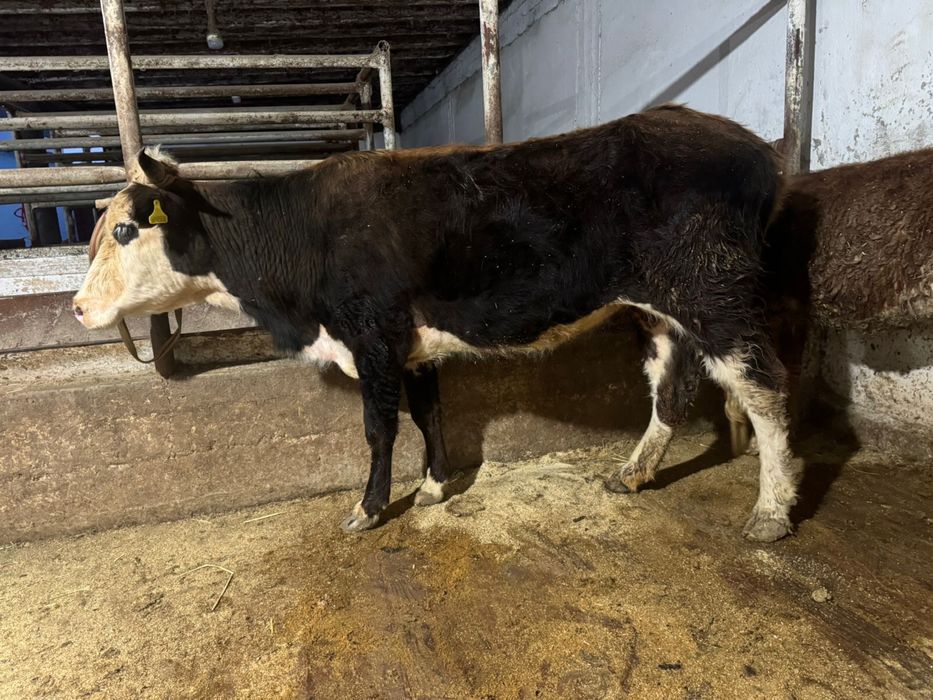 Үш жасар Қашар бордақы