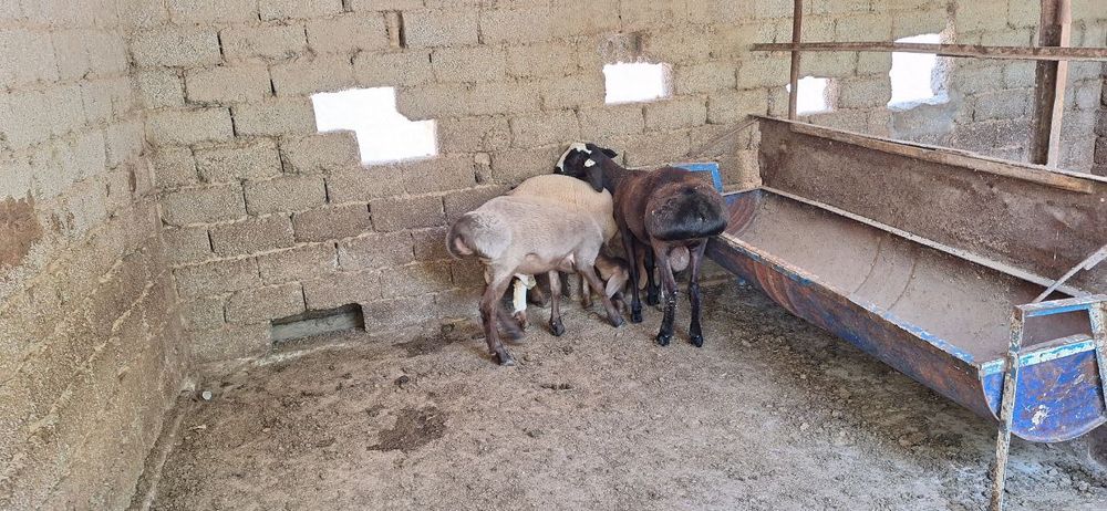 Кочкор сотилади Арашан порода