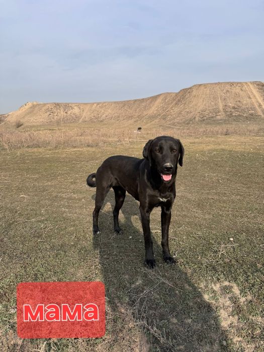 Продам щенков породистых