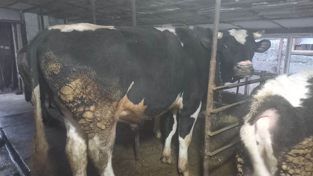 Продам голштеин 2 года возраст