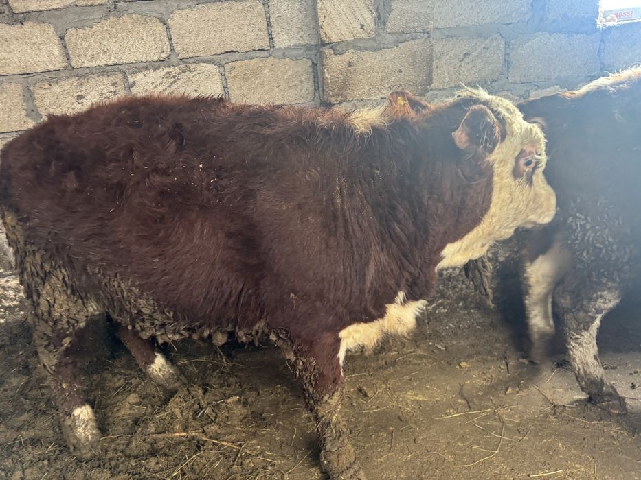 Продаются Бычки 6 голов