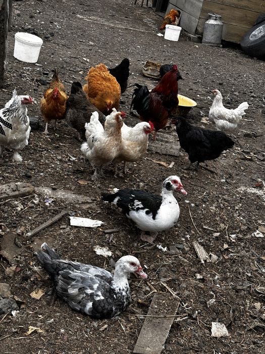 Продам яйца на инкубацию кур