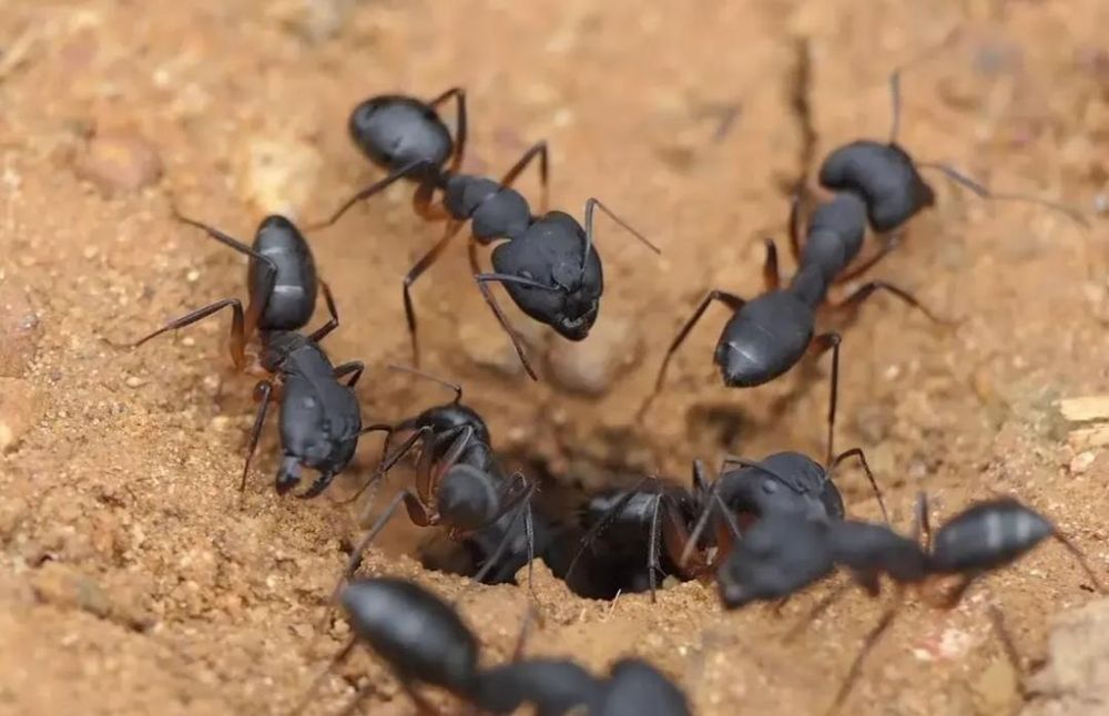 Продажа муравьев