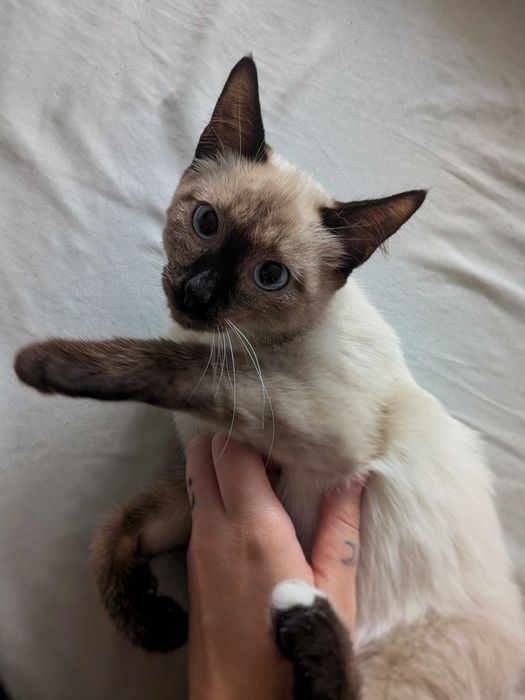 Сиамский котенок ищет дом!