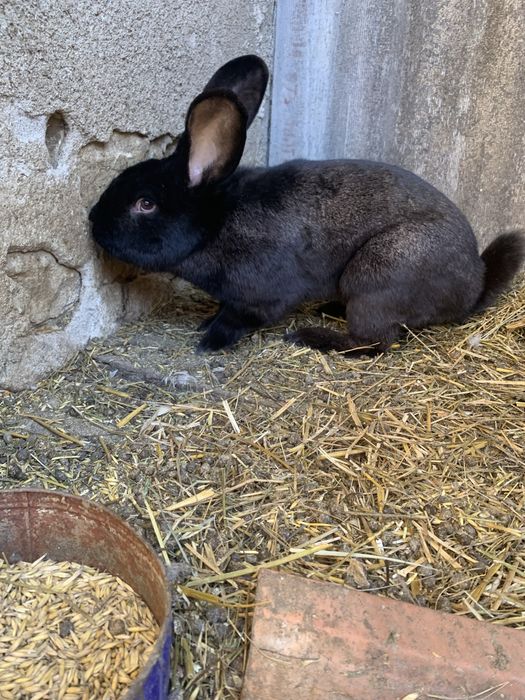 Vand iepuri IEPUROI talie mare