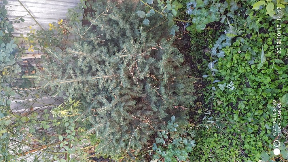 Ёлки ёлки ёлки ёлки