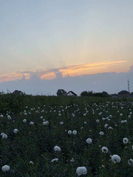 Корни цветов георгины