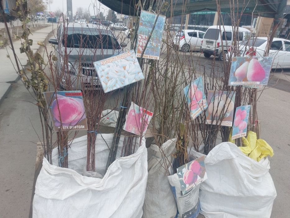 Nihol kuchatlari sotiladi hamma mevalardan bor narxlari 7000 so'mdan b