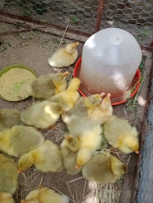 Boboci de gasca românești