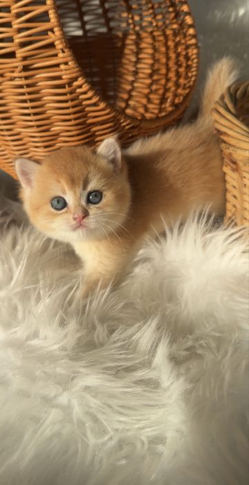 Золотые шиншиллы шоу класса