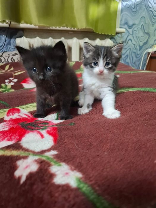Отдам котят бесплатно