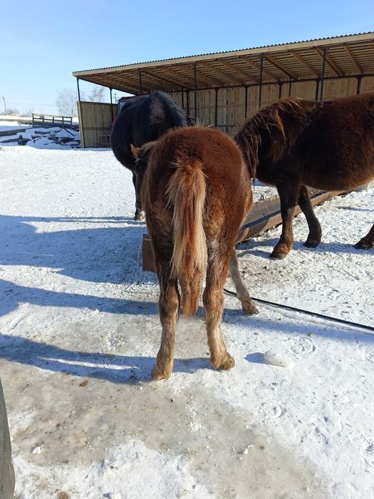 Продам жеребят полутяж