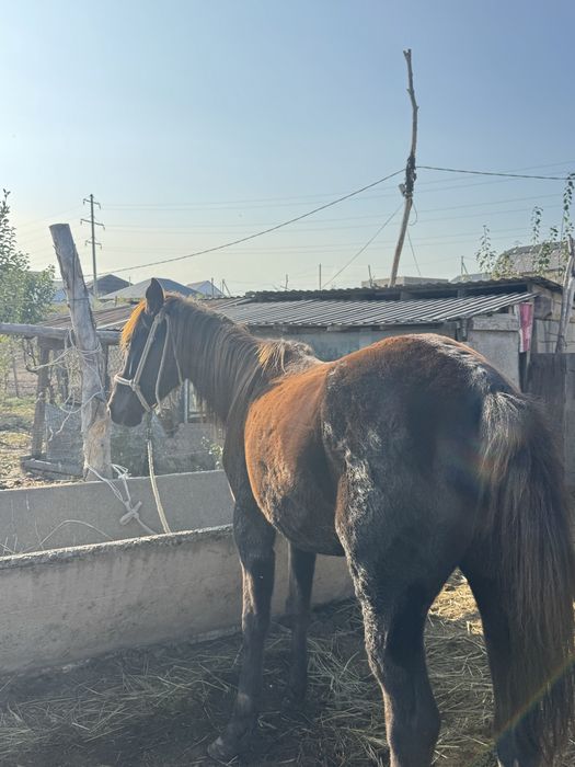 Ат,лошадь,жылқы,пішпе
