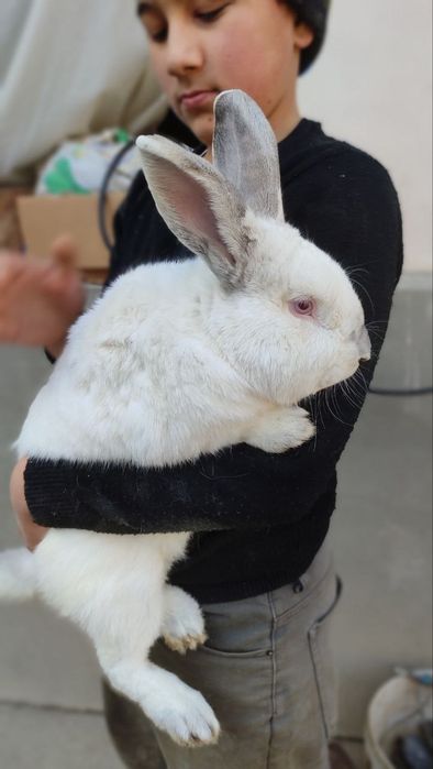 Эркак куен самец