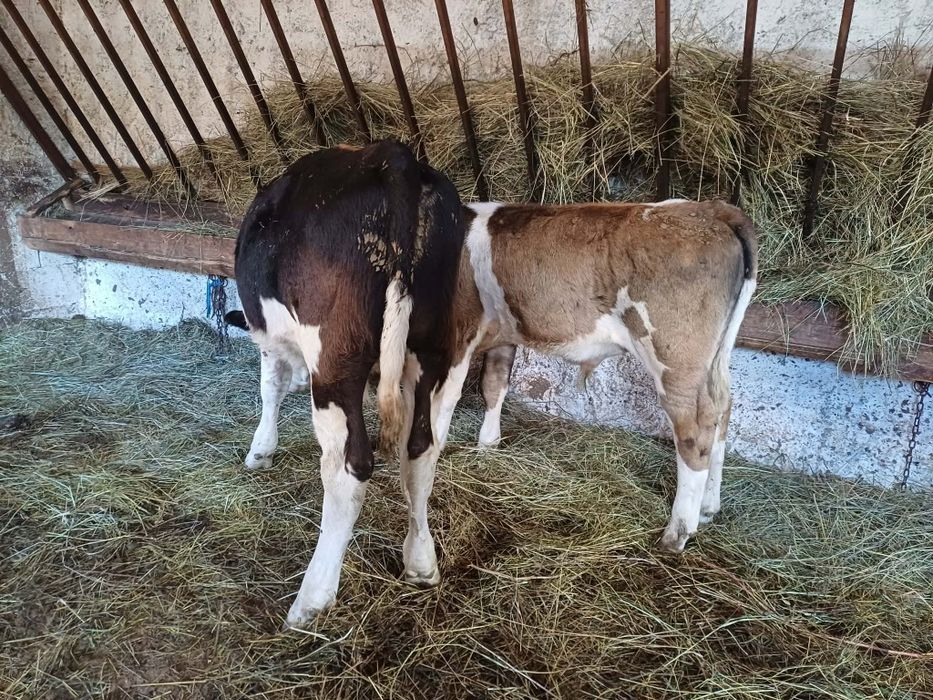 Vând 2 tăruși baltati unu de 4 luni și 2 luni jum