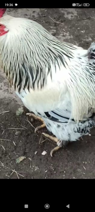 Cocoș de țară, păsări de curte