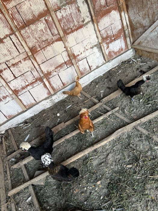 Gaini motate olandeze