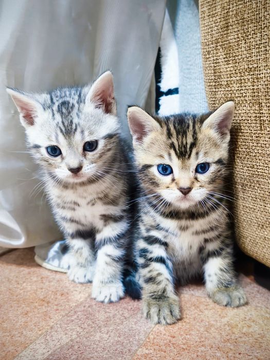 Бронь бенгальских котят