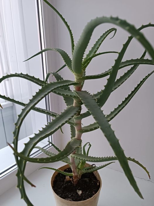 Продам алоэ 4 года