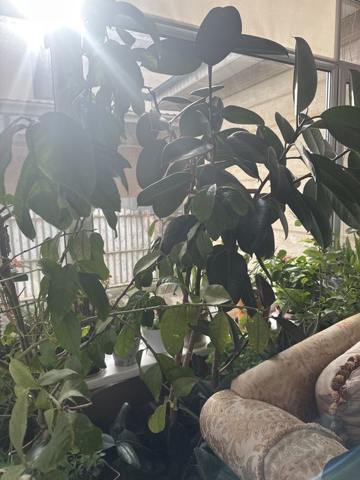 Для дома либо для офиса цветы