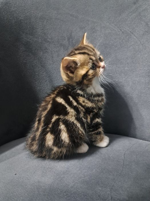 Котёнок британский