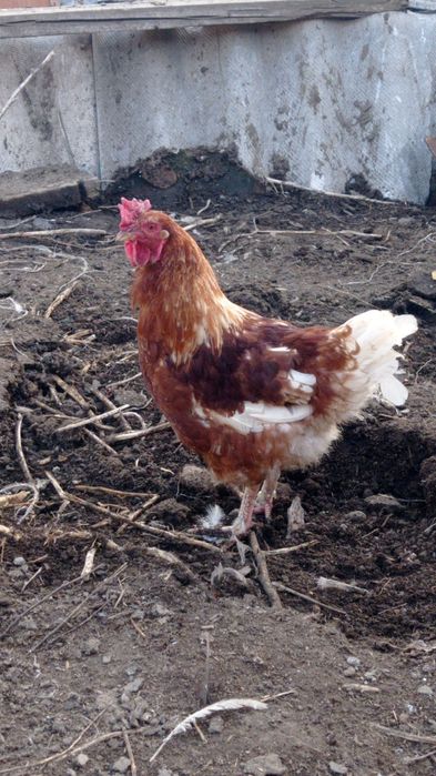 Продам петух Ломан Браун