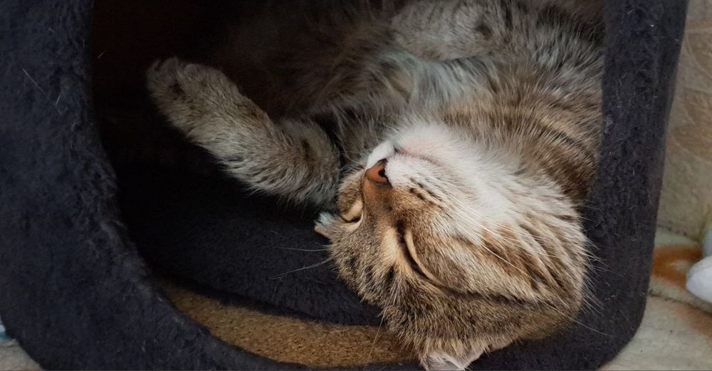 Кошечка породистая