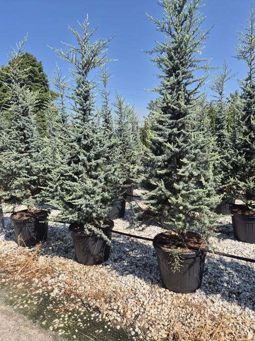 Plante ornamentale livrare gratuita