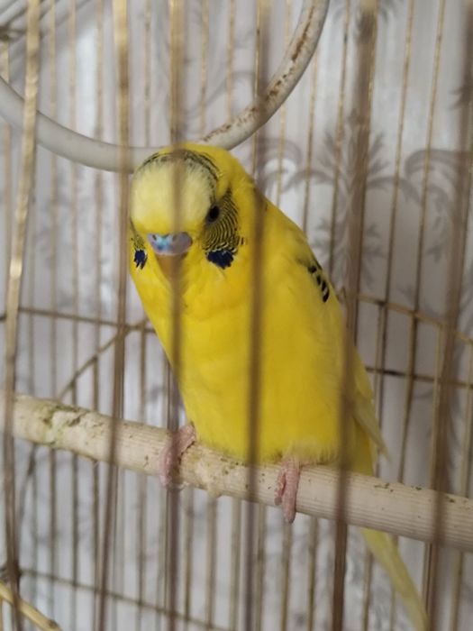 Продам Попугая с клеткой