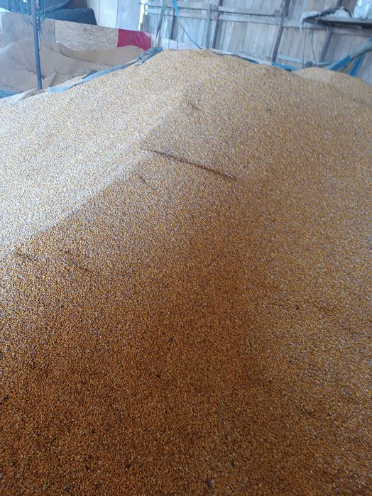 Vând cereale :0760505435 grâu,orz ,porumb, floare ,ovăz șrot floare, ulei floarea