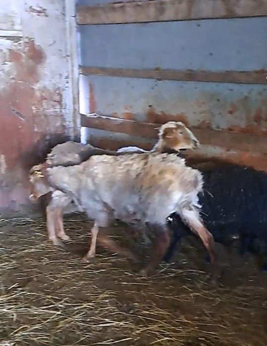 Продам Овец с ягнятами