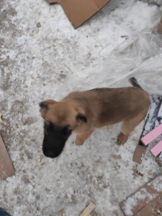 Отдам даром собачку