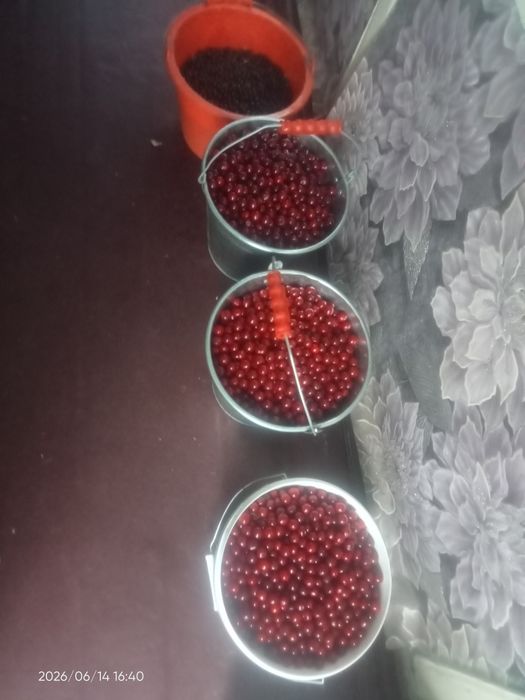 Вишня спелая на заказ