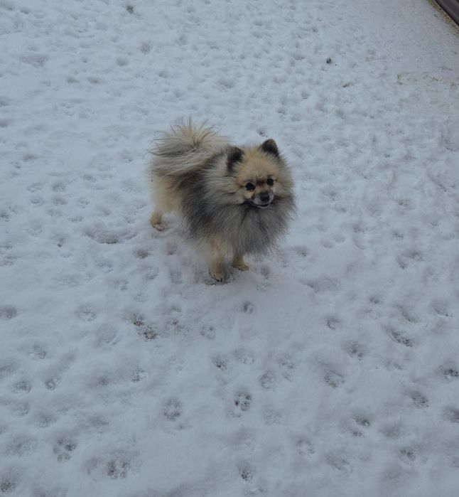 Померан    момче