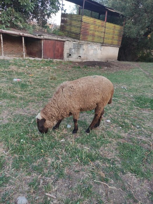 Продам кошкара, 1.5 года