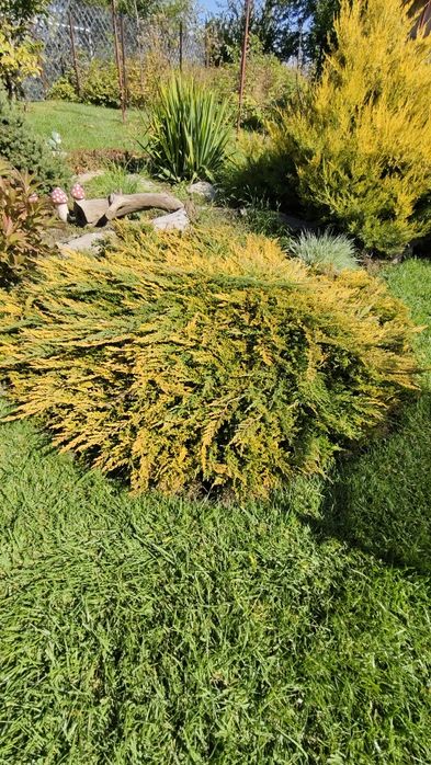 Можжевельник горизонтальный Прин Уэльский