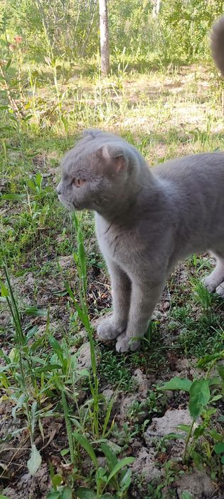 Scottish Fold mushugi sotiladi