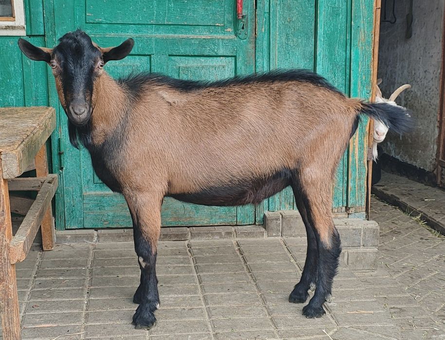 Продам Альпийского козла.