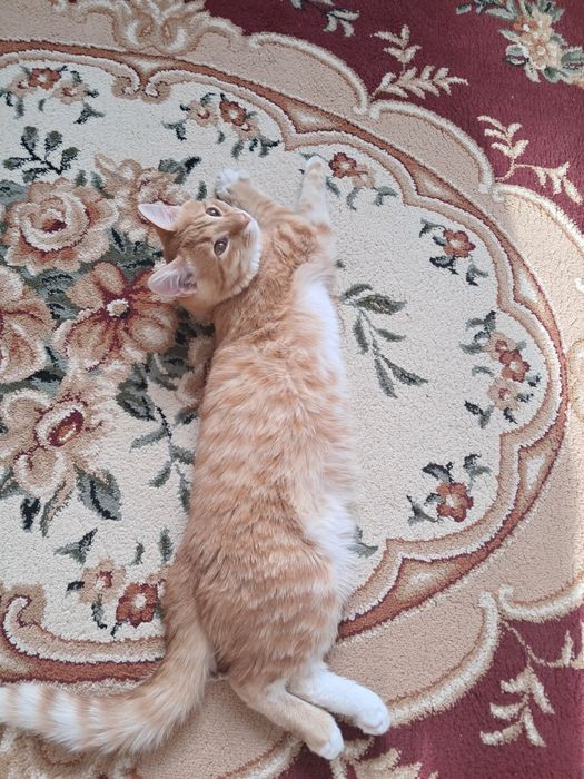 Отдам котика 8 месяцев