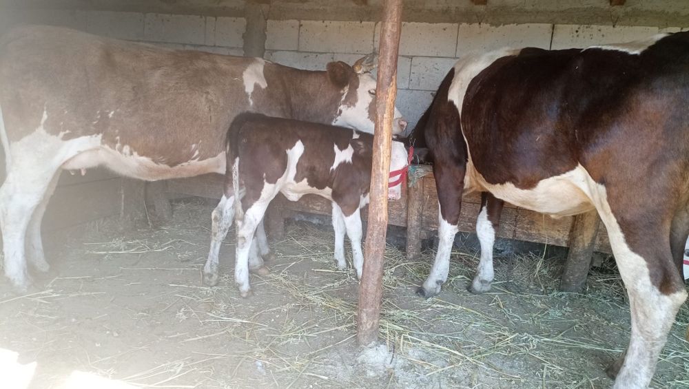 Vând una la alegere s-au ambele