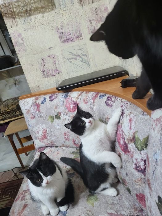 Отдаю хорошеньких котят