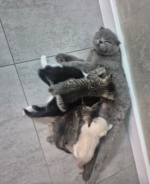 Отдам бесплатно котят.