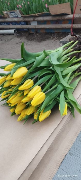 2026 ТЮЛЬПАНЫ оптом и в розницу