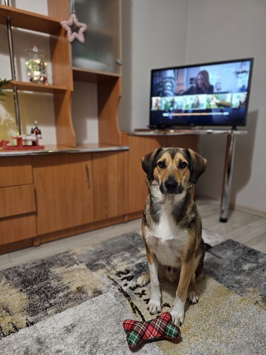 Ofer servicii de pet sitter, plimbări căini și pisici, pet taxi, Const