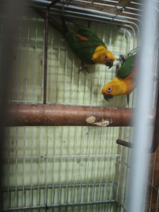 Papagali aratinga jandaia