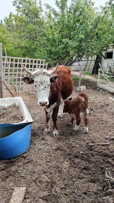 Бұзаулы сиыр сатылады.