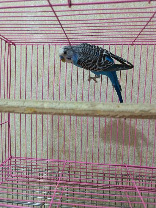 Волнистый папугай пара