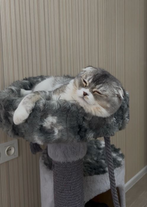 СРОЧНО! Плюшевый Кот! Скотиш фолд